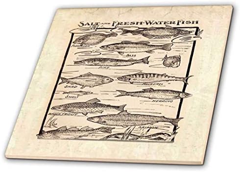 3drose ct_58490_3 gráfico antigo de peixe fresco e de água-cerâmica de água salgada, 8 polegadas