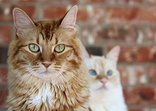 Best Pet Supplies LLC Probiótico final com prebióticos para gatos - Probióticos Ajuda para gatos - Suporte imunológico