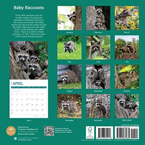 2023 Raccoões de bebê Calendário de parede por dia brilhante, 12x12 polegadas, fofo adorável vida selvagem, fotografia