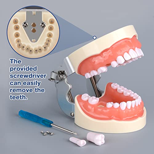 Modelo de dentes de typodont ultrasso com 32 dentes destacáveis ​​para estudantes de higiene dental, adequados para ensino, prática e estudo, com uma pequena chave de fenda