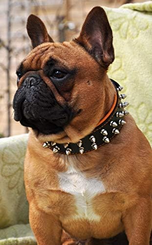 Bestia Frenchie Dog Collar, Spiked, Handmade, Bulldog Design, Pug, Terrier, Labrador, Pastor Alemão, Retriever, Boxer, Doberman, 2 polegadas de largura