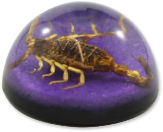 1,9 Golden Scorpion Dome Paperweight Purple