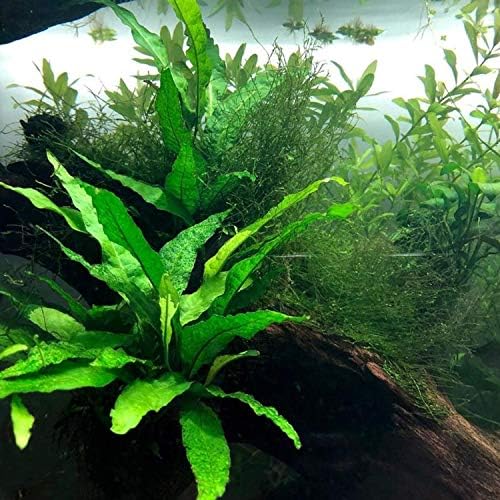PLANTEREST - Microsorium pteropus java samambate em vasto de aquário vivo planta decorações de água doce tropical Buy2get1free