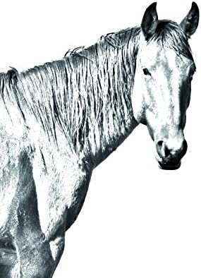 Art Dog Ltd. Namibe Desert Horse, lápide oval de azulejo de cerâmica com uma imagem de um cavalo
