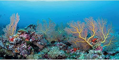 Aumentar o fundo de aquário de coral subaquático