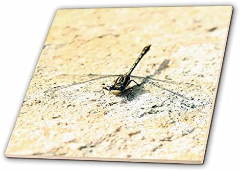 3DROSE Uma fotografia macro de uma libélula de lanço de clube em uma rocha. - Azulejos