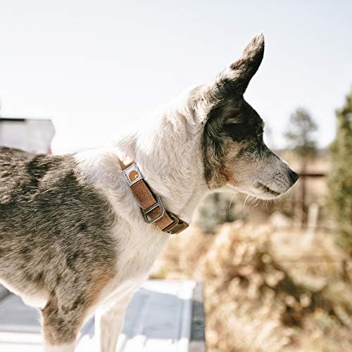 Carhartt nylon pato cão colarinho carhartt marrom/marrom escuro