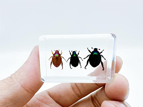 Vários insetos de resina fofos, amostras de insetos ， preservação de resina, resina âmbar para educação científica infantil, coleção
