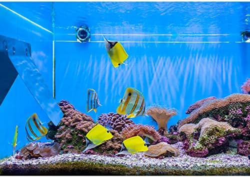 4 PCs Ardósia de criação angitica, lâminas de geração de peixes para aquário, lousa de criação de plástico azul com copos de