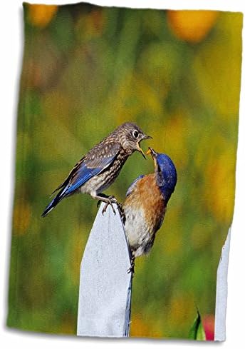 3DROSE Eastern Bluebird Male alimentação inchaço na cerca de piquetes - toalhas